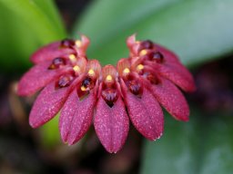 Bulbophyllumabbreviatum005_mini